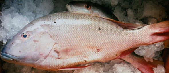 mutton snapper mutton snapper