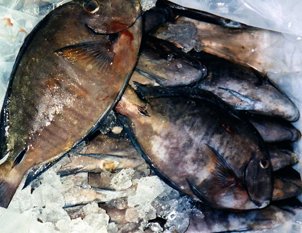 Doctor Fish